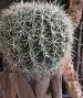 ECHINOCACTUS GRUSONII ARTIFICIALE