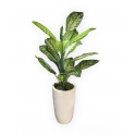 DIEFFENBACHIA ARTIFICIALE