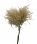 MISCANTHUS ESSICCATO