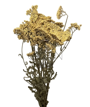 ACHILLEA ESSICCATA