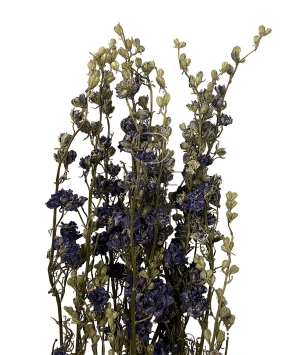 DELPHINIUM ESSICCATO