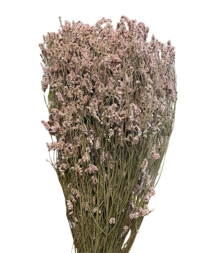 LIMONIUM ESSICCATO