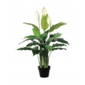 SPATHIPHYLLUM ARTIFICIALE