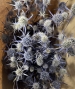 ERYNGIUM SUPERNOVA ESSICCATO