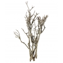 Rami Viburnum Bundle Groot