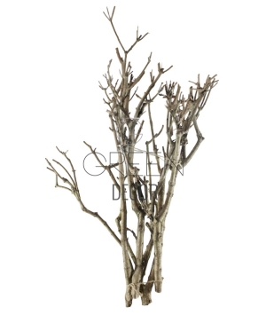 Rami Viburnum Bundle Groot