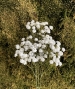 GYPSOPHILA ARTIFICIALE